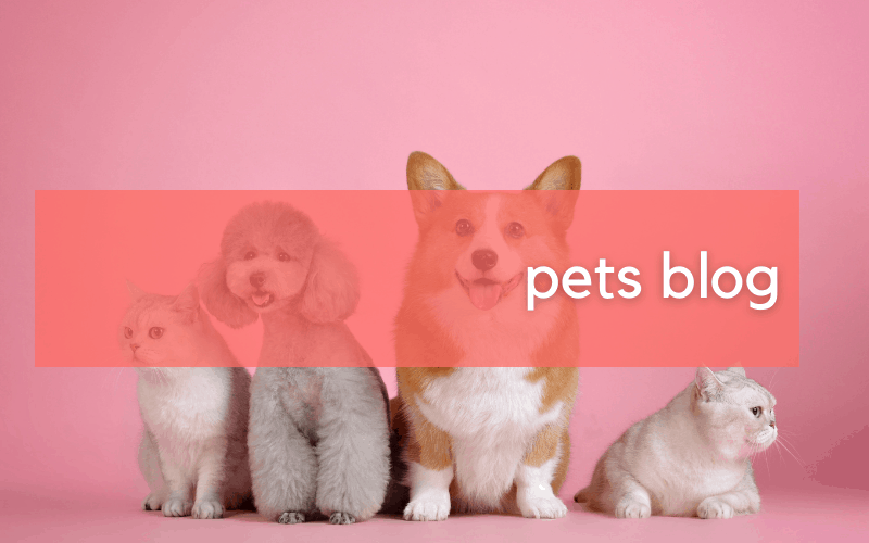 types of blogs that make money - pets blogs