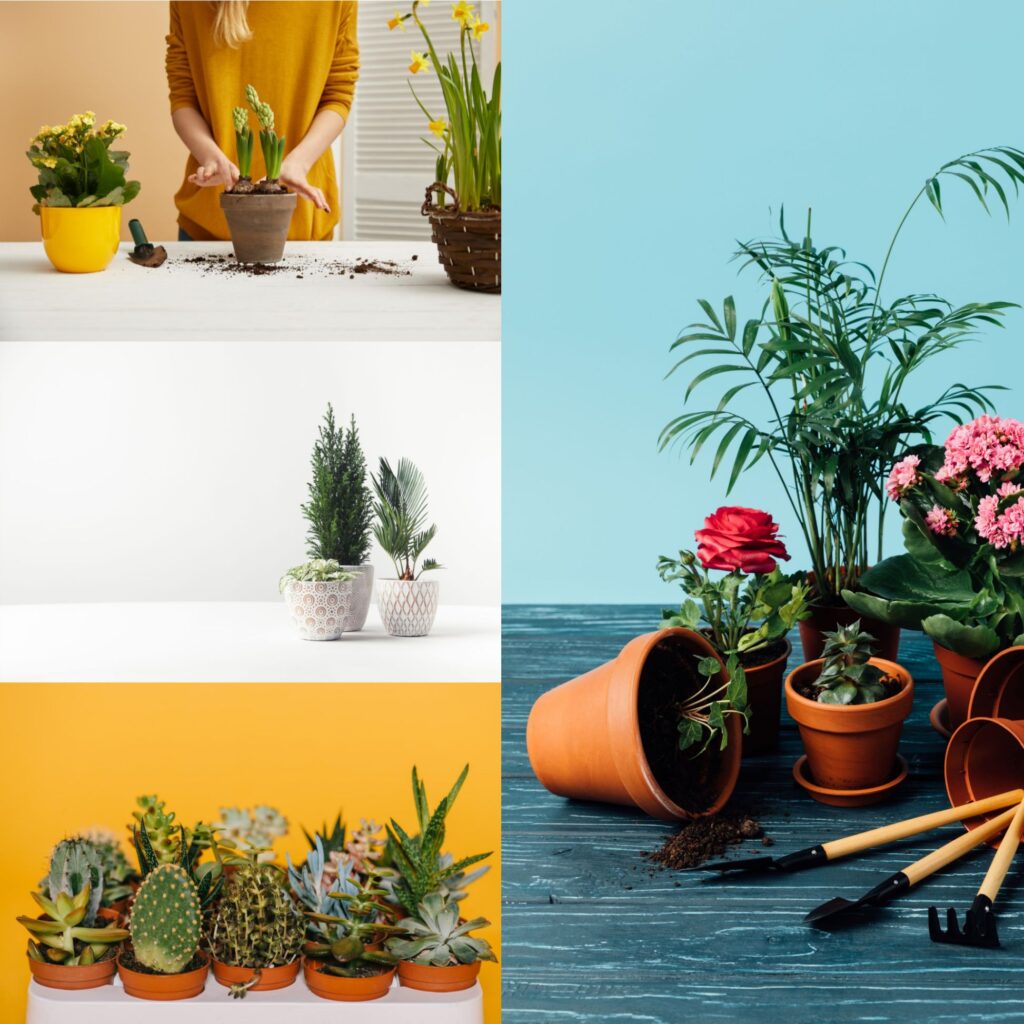 pretty house plants and pots